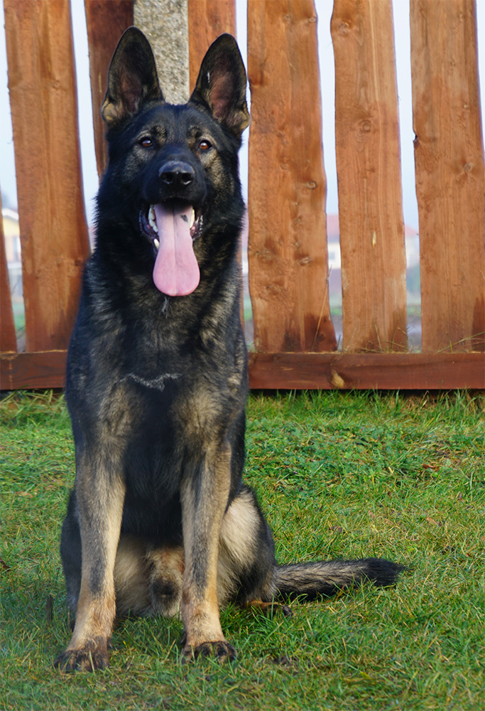 Gap z Ratiborickeho udoli, a sable German Shepherd sitting on grass