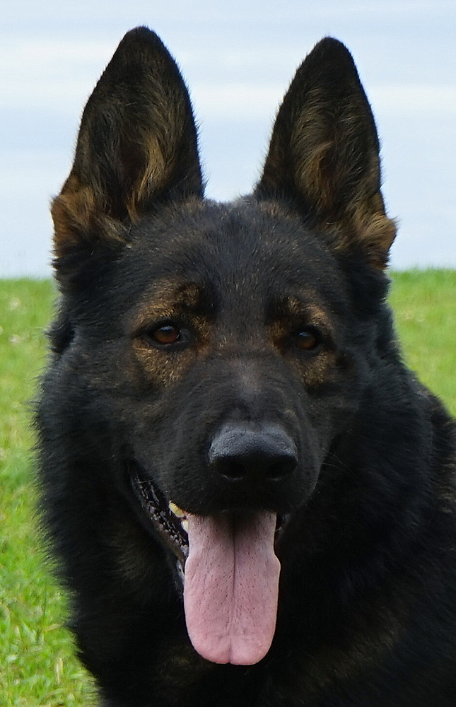 Close-up portrait of Jefy z Jirkova dvora with alert ears and brown eyes