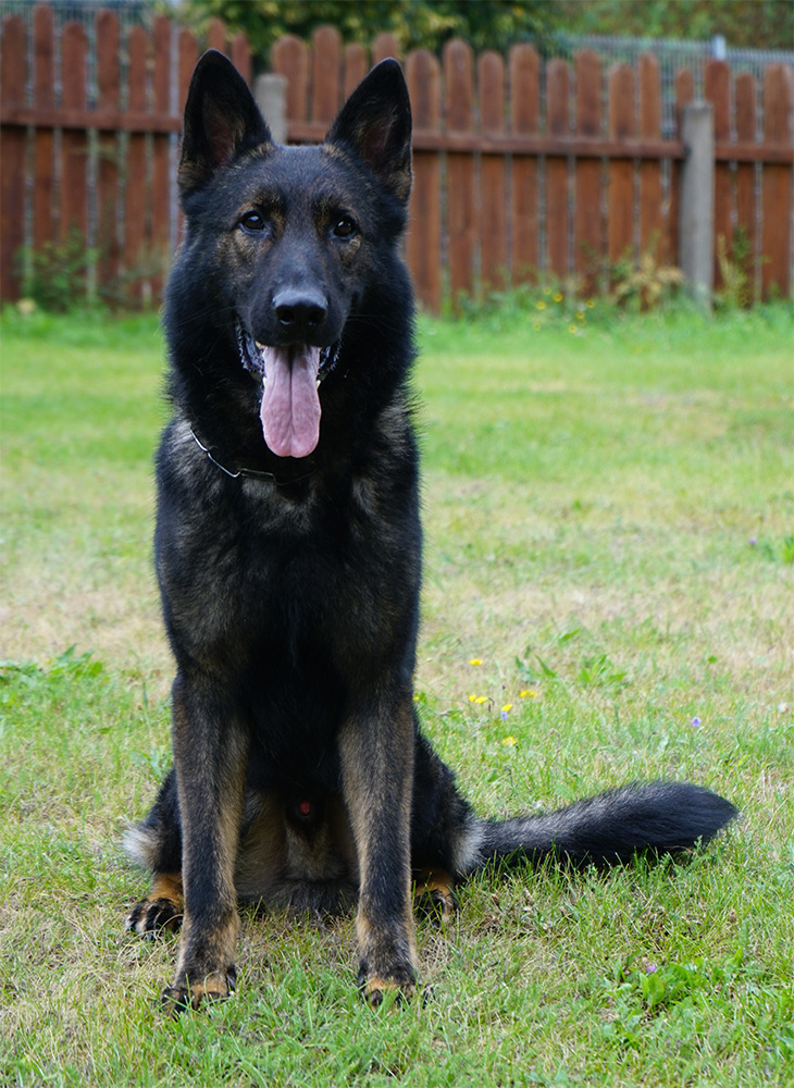 Lex II z Jirkova dvora, a dark sable German Shepherd sitting attentively outdoors